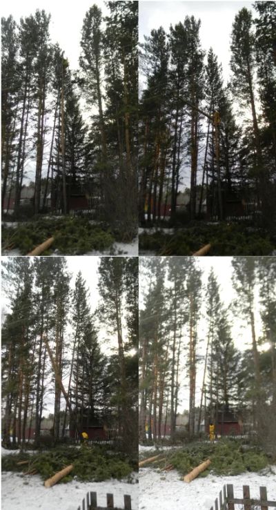 Лот: 3993928. Фото: 1. Безопасное удаление, спил, кронирование... Красноярск