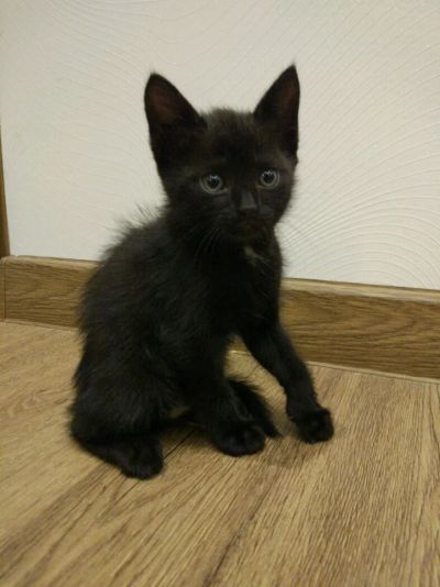 Лот: 9903892. Фото: 1. Котёнок. Кошки, котята