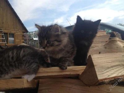 Лот: 2915250. Фото: 1. Отдам котёнка в добрые руки. Кошки, котята