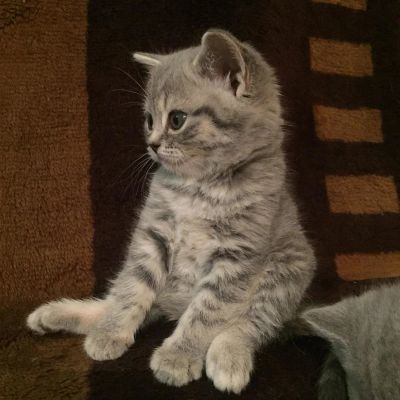 Лот: 13613850. Фото: 1. Британцы. Кошки, котята