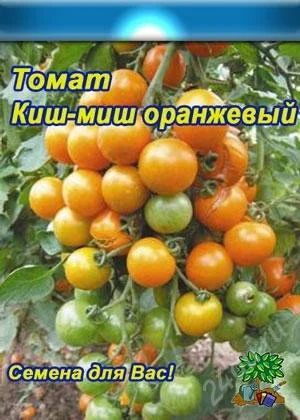 Лот: 1856401. Фото: 1. Продам рассаду помидорок черри... Другое (семена, рассада, садовые растения)