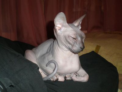 Лот: 3017124. Фото: 1. Кошка донского сфинкса в добрые... Кошки, котята