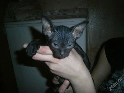 Лот: 1511481. Фото: 1. котята помесь канадского сфинкса. Кошки, котята