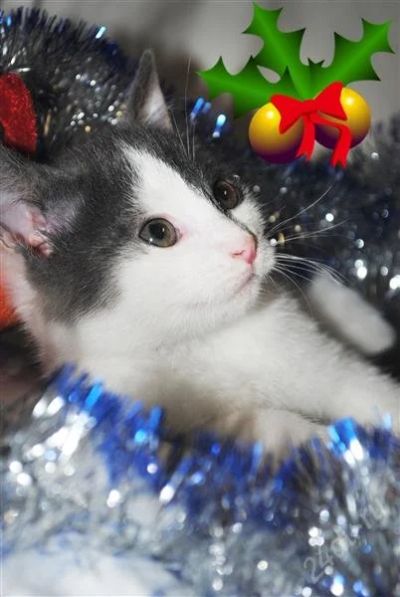 Лот: 2324171. Фото: 1. Подарю снегурочку. Кошки, котята