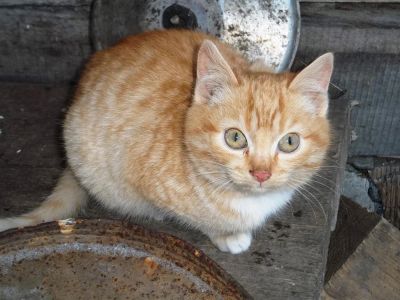 Лот: 3514223. Фото: 1. Отдам ласковых котят. Кошки, котята