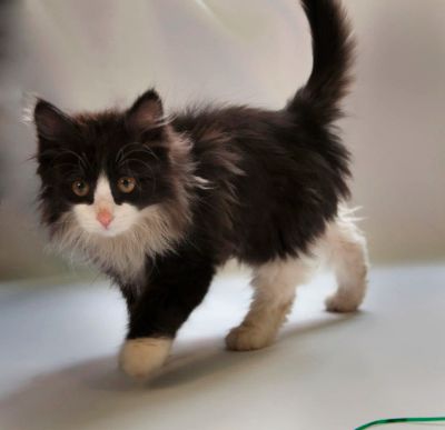 Лот: 6626256. Фото: 1. Котенок черно-белый пушистый. Кошки, котята