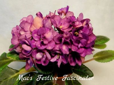 Лот: 8467919. Фото: 1. Мини фиалка Mac's Festive Fascinator... Горшечные растения и комнатные цветы