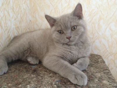 Лот: 3218590. Фото: 1. Британский короткошерстный лиловый... Кошки, котята