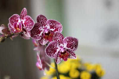 Лот: 16344174. Фото: 1. Орхидея фаленопсис мини. Горшечные растения и комнатные цветы
