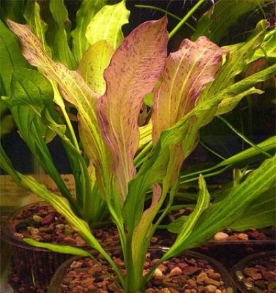 Лот: 9041475. Фото: 1. Эхинодорус "Питон" (Echinodorus... Водные растения