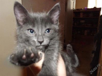 Лот: 2787132. Фото: 1. котенок окраса как у русской голубой. Кошки, котята