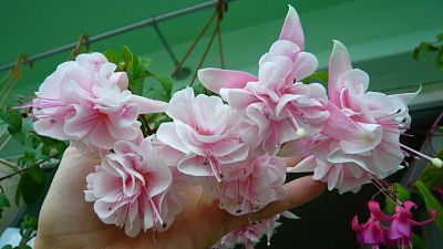 Лот: 4040371. Фото: 1. Фуксия махровая Natasha Sinton. Горшечные растения и комнатные цветы