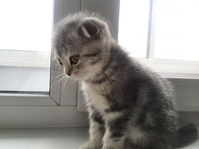 Лот: 6968475. Фото: 1. Шотландская вислоухая / Scottish... Кошки, котята