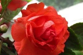 Лот: 15692809. Фото: 1. Бальзамин махровый deep Orange. Горшечные растения и комнатные цветы