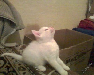 Лот: 1617233. Фото: 1. Белый котёнок 1,5 месяца. Разное