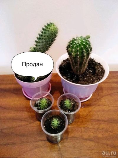 Лот: 12878055. Фото: 1. Кактусы. Горшечные растения и комнатные цветы