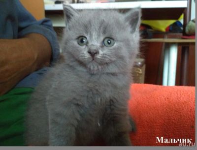 Лот: 10025962. Фото: 1. Котёнок-шотландец/ мальчик/ последний. Кошки, котята