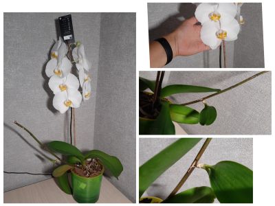 Лот: 20723269. Фото: 1. Орхидея цветущая. Горшечные растения и комнатные цветы