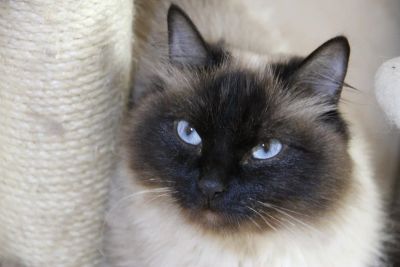 Лот: 16452680. Фото: 1. Нейт. Кошки, котята