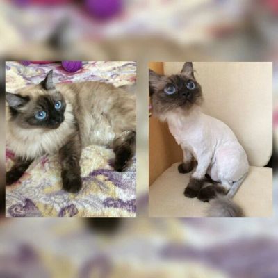 Лот: 9595034. Фото: 1. Стрижка кошек. Кошки, котята