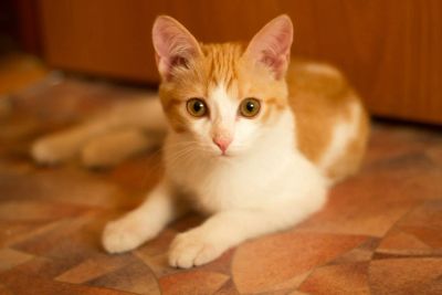 Лот: 7439325. Фото: 1. Отдам котёнка. Кошки, котята
