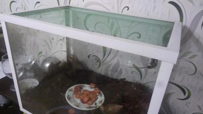 Лот: 10620721. Фото: 1. Аквариум с большими улитками ахвтины... Аквариумы, террариумы