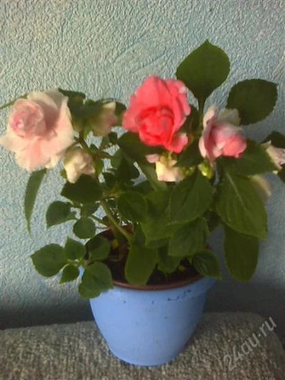 Лот: 1241536. Фото: 1. Бальзамин Rose Parade . Горшечные растения и комнатные цветы