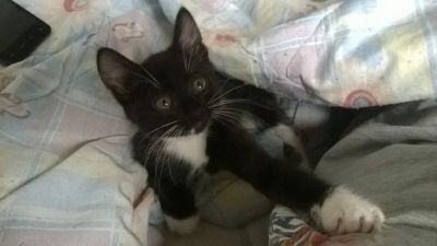 Лот: 10360536. Фото: 1. Маленький котенок ищет хозяина. Кошки, котята