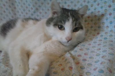 Лот: 5260211. Фото: 1. Энергичный молодой Котяра ищет... Кошки, котята