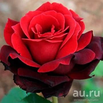 Лот: 13529909. Фото: 1. Роза Норита (ч/г). Садовые цветы
