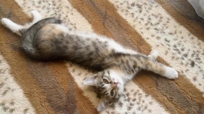 Лот: 11434290. Фото: 1. Котята. Кошки, котята