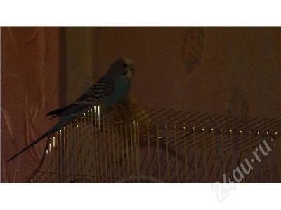 Лот: 2130875. Фото: 1. Красавица!!. Птицы