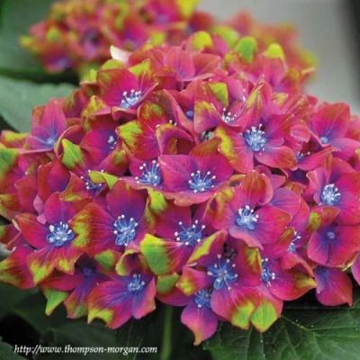 Лот: 5222595. Фото: 1. Гортензия крупнолистная Шлосс... Другое (семена, рассада, садовые растения)