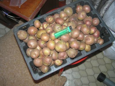 Лот: 17581277. Фото: 1. Картофель семенной Апачи поштучно. Овощи