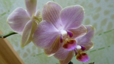 Лот: 3903275. Фото: 1. орхидея фаленопсис цветет 4. Горшечные растения и комнатные цветы