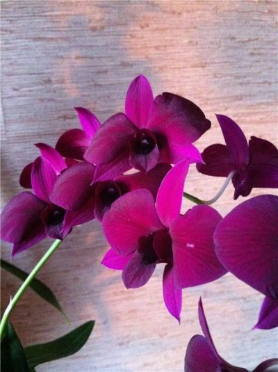Лот: 11905656. Фото: 1. Орхидея ДенроФаленопсис сиреневая... Горшечные растения и комнатные цветы