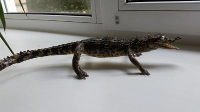 Лот: 7880702. Фото: 1. крокодил сувенир. Фигурки, статуэтки