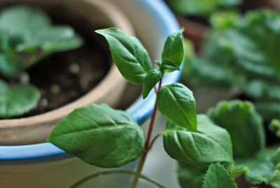 Лот: 4460471. Фото: 1. Черенок фуксии Alfred Fuhrmann. Горшечные растения и комнатные цветы