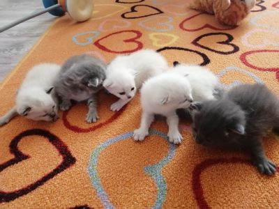 Лот: 16307101. Фото: 1. Котятки. Кошки, котята