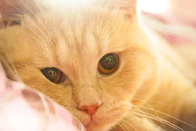 Лот: 6362271. Фото: 1. Добрый, ласковый, мягкий и пушистый... Кошки, котята