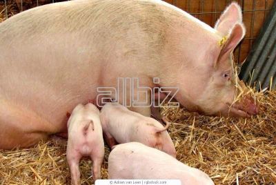 Лот: 2579538. Фото: 1. свинина домашняя. Мясо, птица, яйцо