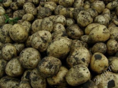 Лот: 734744. Фото: 1. Картофель (самовывоз: район ост... Картофель
