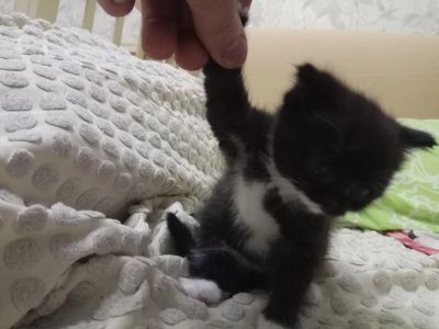 Лот: 12827345. Фото: 1. Котята Шотландцы. Кошки, котята