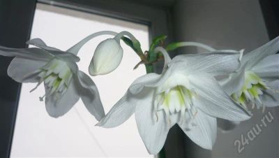 Лот: 306021. Фото: 1. эухарис(амазонская лилия)2. Горшечные растения и комнатные цветы