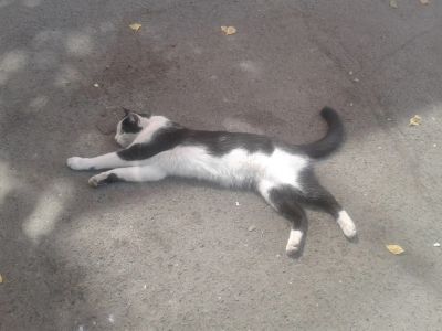 Лот: 5897226. Фото: 1. Кот, мальчик! 10 месяцев!. Кошки, котята