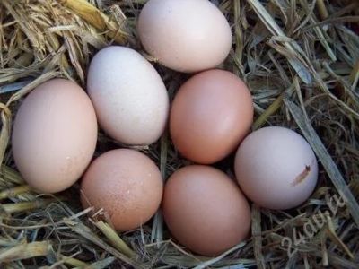 Лот: 1355019. Фото: 1. Домашнее куриное яйцо!. Мясо, птица, яйцо
