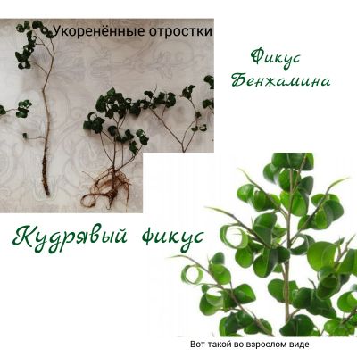 Лот: 19533055. Фото: 1. Кудрявый Фикус Бенжамина. Горшечные растения и комнатные цветы