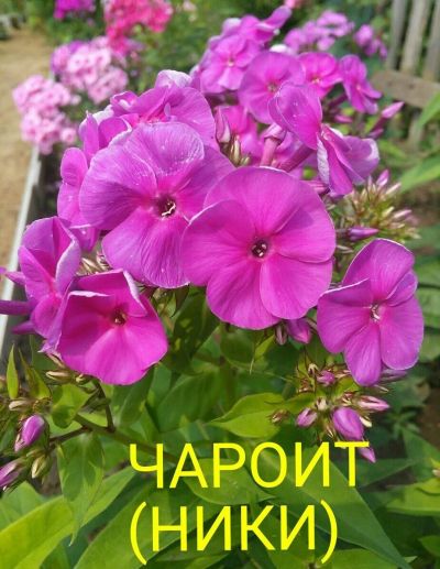 Лот: 11904949. Фото: 1. флокс " чароит( ники)". Садовые цветы