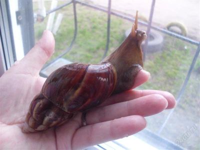Лот: 931914. Фото: 1. Achatina fulica - Ахатина фулика. Другое (растения и животные)