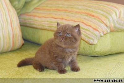 Лот: 1409586. Фото: 1. Британский шоколадный котенок. Кошки, котята